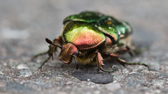 Beetles iridescence