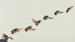 Beetles iridescence