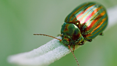 Beetles iridescence