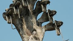 Being The Buddha serpent headed multi sheltered