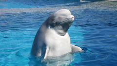 Beluga whale thread nice