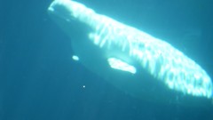 Beluga whales