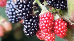 Berries fruits raspberries blackberries