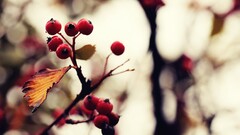 Berries nature bokeh depth of field rowanberry macro red Beige