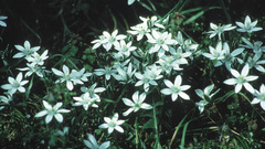 Bethlehem fleurs high star