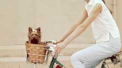 Bicycles Dogs Audrey Hepburn