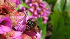 Bienen insect Flowers bees
