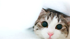 Big eyes white background