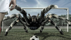 Big spider Sport footbal