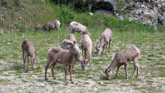 Bighorn sheep high