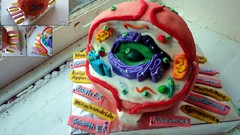 Biology Cell cakes