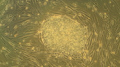 Biology microscopic stem cells