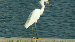 Bird Birds Animals egret