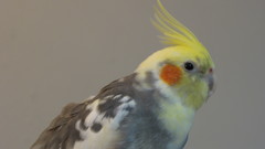 Bird Birds Animals parrot