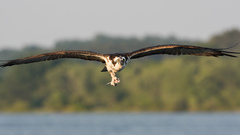 Bird bret osprey