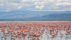 Bird flamingo widescreen