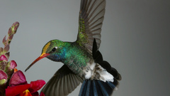 Bird hummingbird quick Hummer