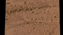 Bird phoenix Mission horizon