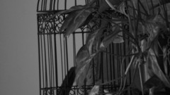 Birdcage Plants