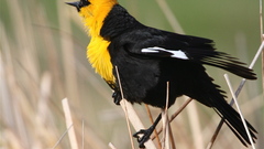 Birdcontinuing The thread )