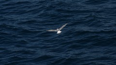 Birds adriatica sealife
