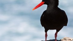 Birds African Black Oystercatcher Oystercatcher