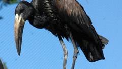 Birds african storks