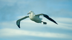 Birds albatross