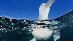 Birds albatross split-view