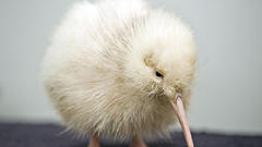 Birds Animals albino Kiwi
