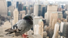 Birds Animals animal