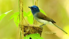 Birds Animals Blue Flycatchers