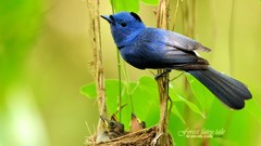 Birds Animals Blue Flycatchers
