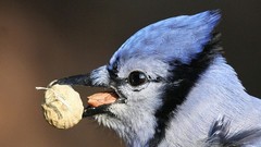 Birds Animals blue jay
