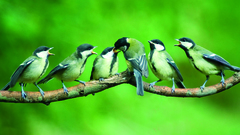 Birds Animals chickadee baby
