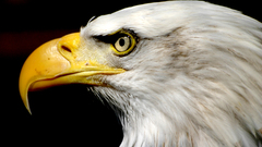 Birds Animals Eagles bald