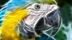 Birds Animals Fractalius Parrots