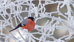 Birds Animals frost bullfinch