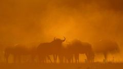 Birds Animals gnu animal