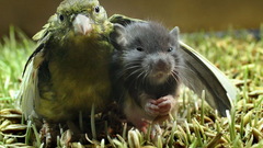 Birds Animals grass Parrots