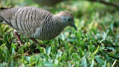 Birds Animals grass Pigeons