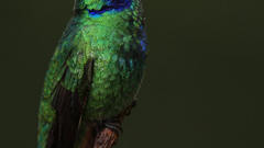 Birds Animals hummingbirds