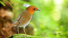 Birds Animals Japanese robins