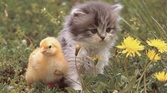 Birds Animals Kittens chicks