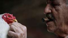 Birds Animals Men Chickens