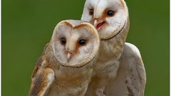 Birds Animals Owls barn