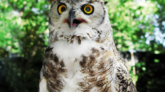 Birds Animals Owls bird