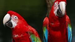 Birds Animals parrot red