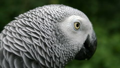 Birds Animals Parrots african