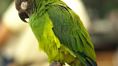 Birds Animals Parrots dusky